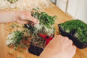 Plant an Indoor Herb Garden.