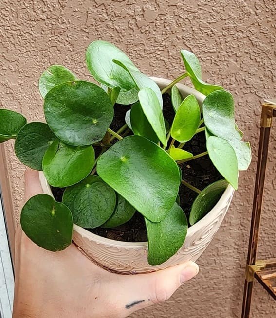 Friendship Plant (Pilea involucrata).