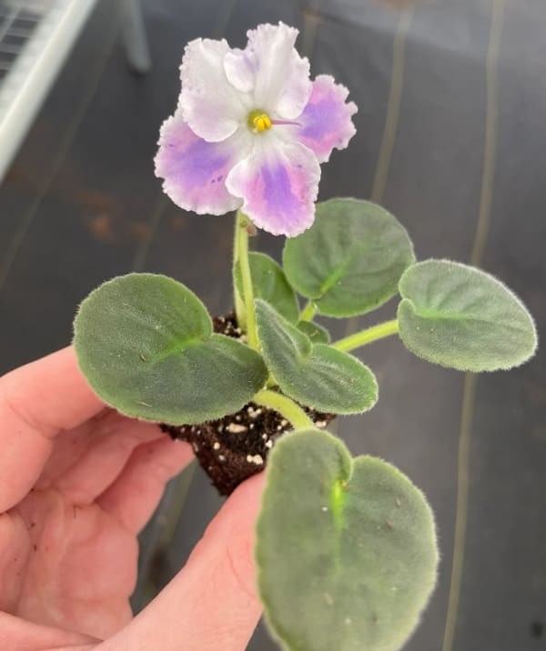 African Violet.