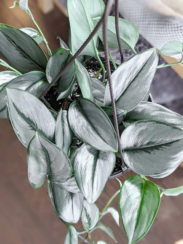 Sterling Silver Pothos.