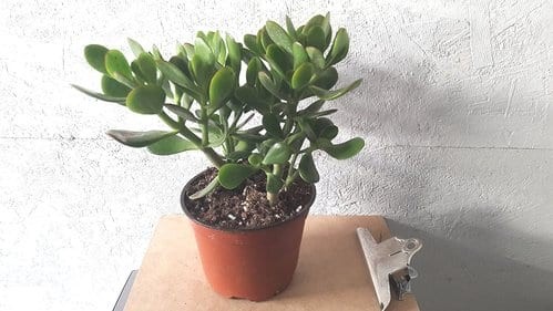 Best Indoor Hanging Plant #2. Jade.