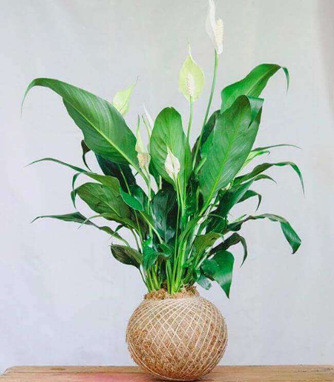 Lucky Plant #5 Peace lily.