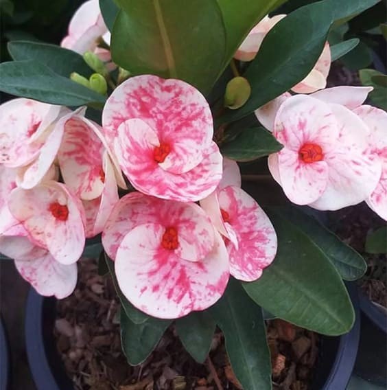 Euphorbia ‘Crown Of Thorns’ Plant.