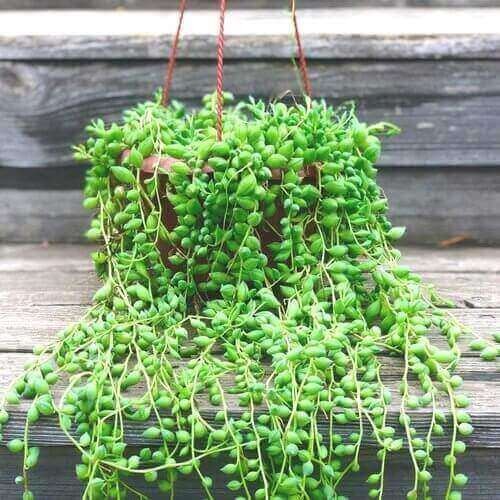 Best Indoor Hanging Plant #4. String of Pearls.