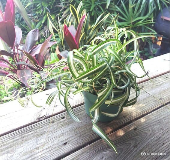 Spider plant (Chlorophytum comosum).