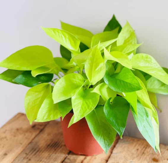 Pothos Plant: Best Plant for Improving Air Quality