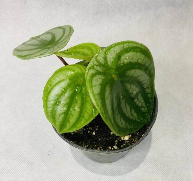 Watermelon Peperomia Plants.