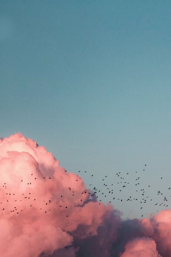 Pink clouds with birds in flight.