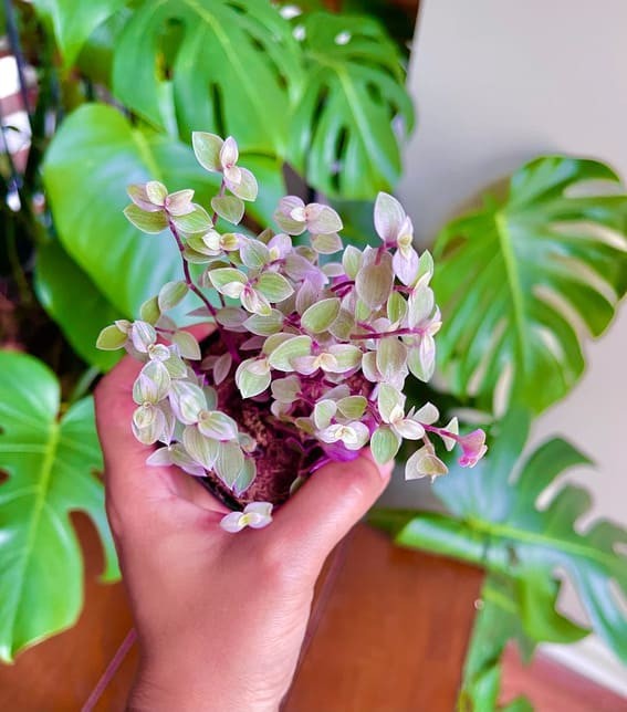 27 Beautiful Indoor Houseplants You Have To See