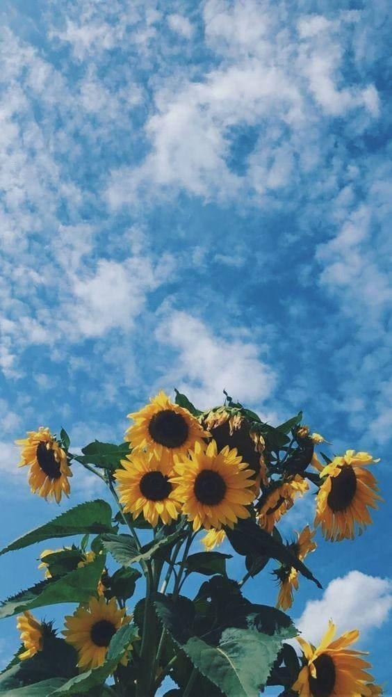 Sunflower clouds.