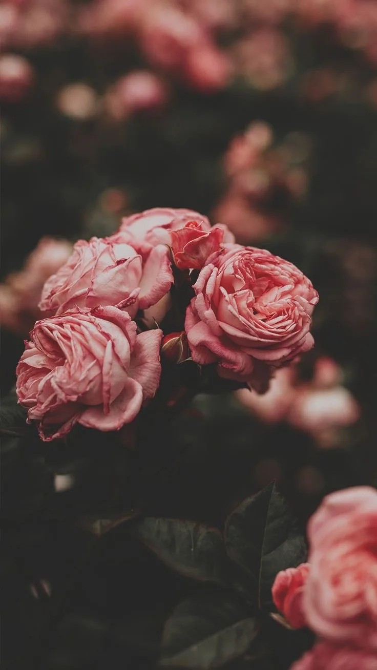 Upclose pink roses