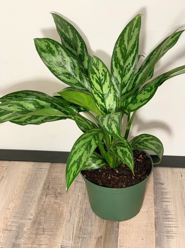 Chinese Evergreen.