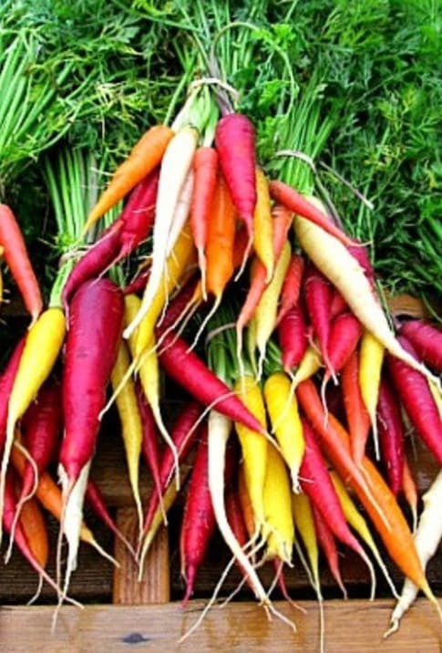 Baby Little finger carrots.