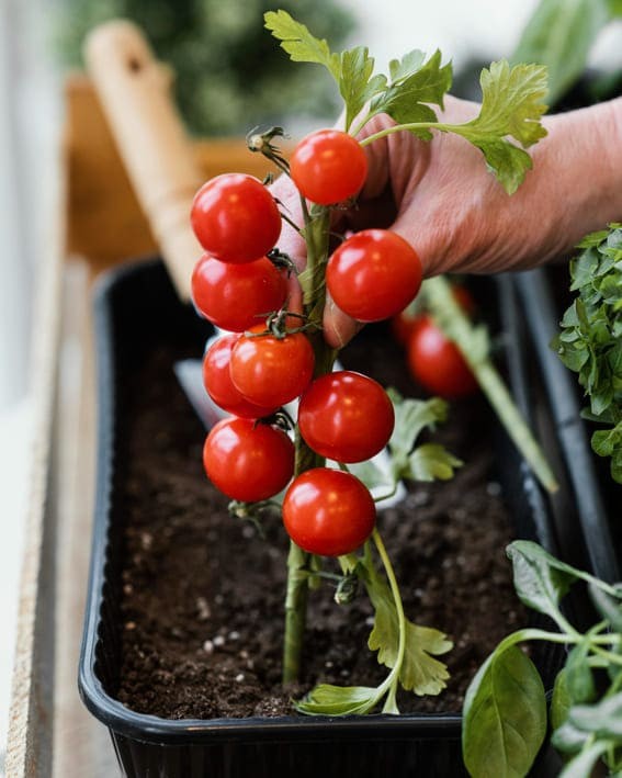 Here are a few additional points worth noting about tomato plant care: