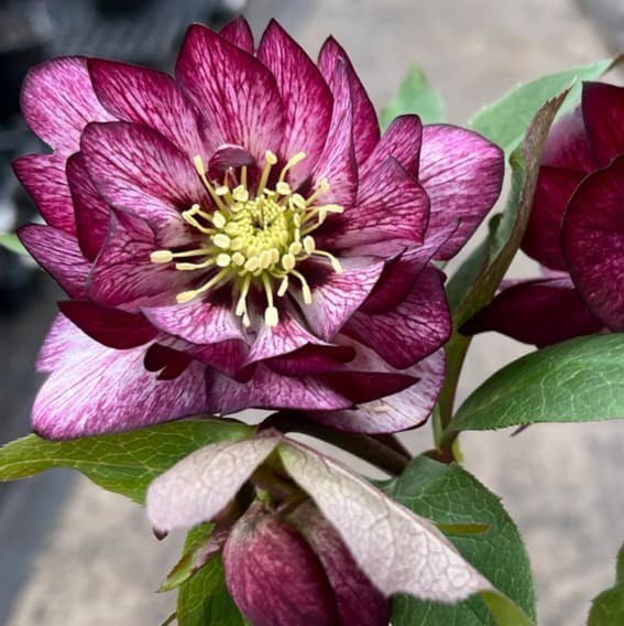 Hellebore (Helleborus)