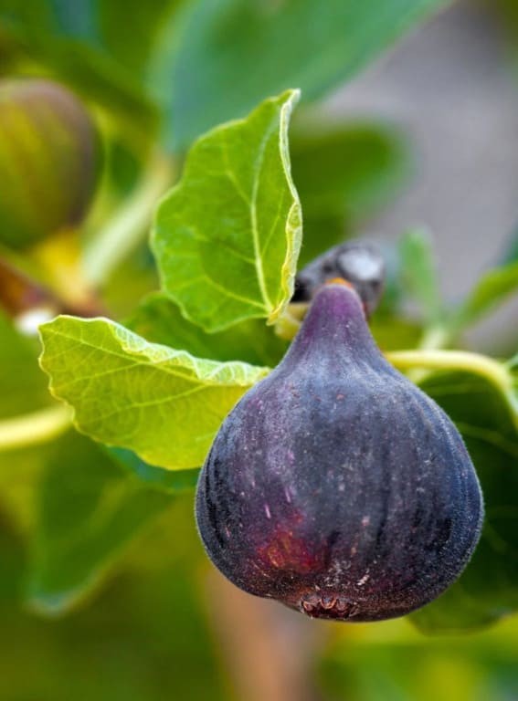 Black Mission Fig (Ficus carica ‘Black Mission’)