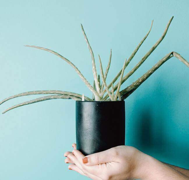 Aloe Vera Plant.