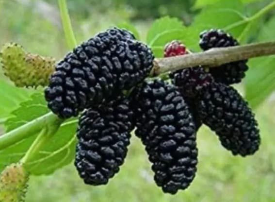 Black Mulberry (Morus nigra)