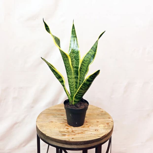 Snake plant.