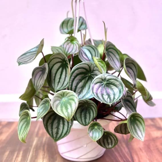 Watermelon Peperomia (Peperomia argyreia).