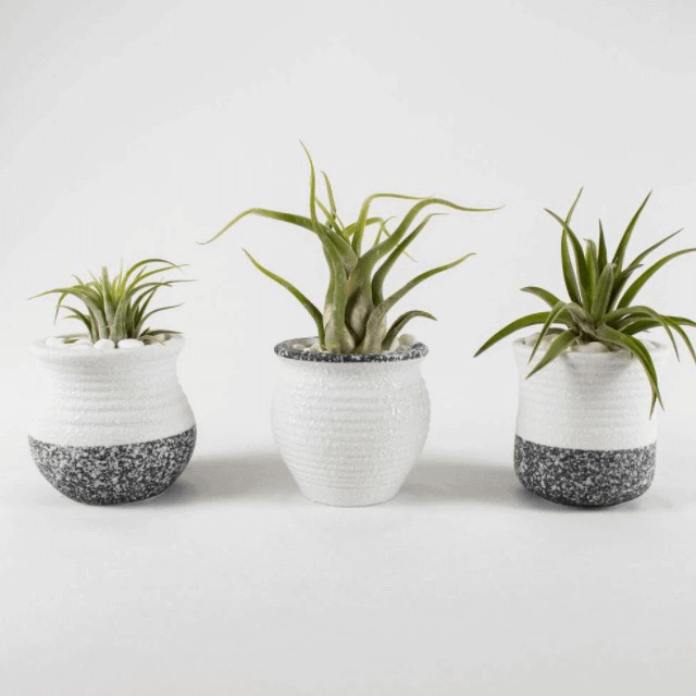 Tillandsia Plants.