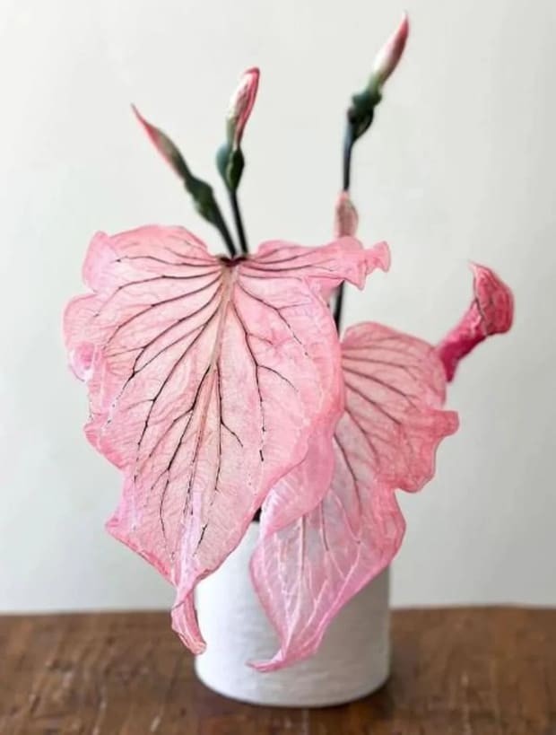 Pink Princess Caladium houseplant.