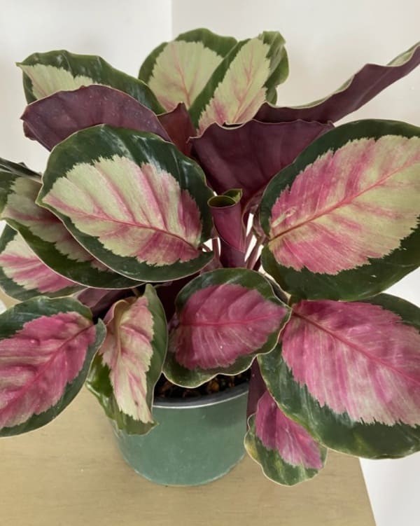 Calathea Roseopicta.