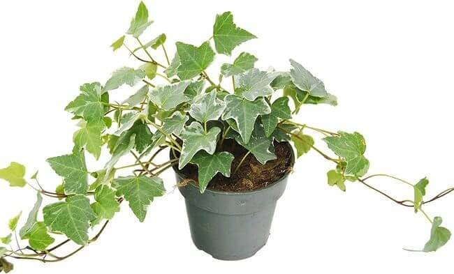 Lucky Plant #7 English ivy.