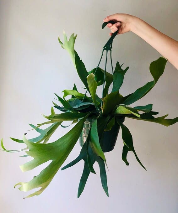 Staghorn Fern (Platycerium bifurcatum).