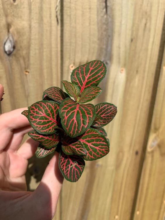 Fittonia Pink Red Vein Plant.