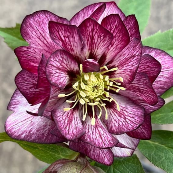 Hellebore (Helleborus)