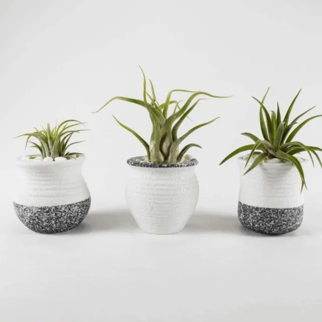 Tillandsia Plants.