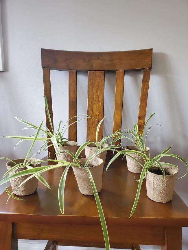 Spider Plant.