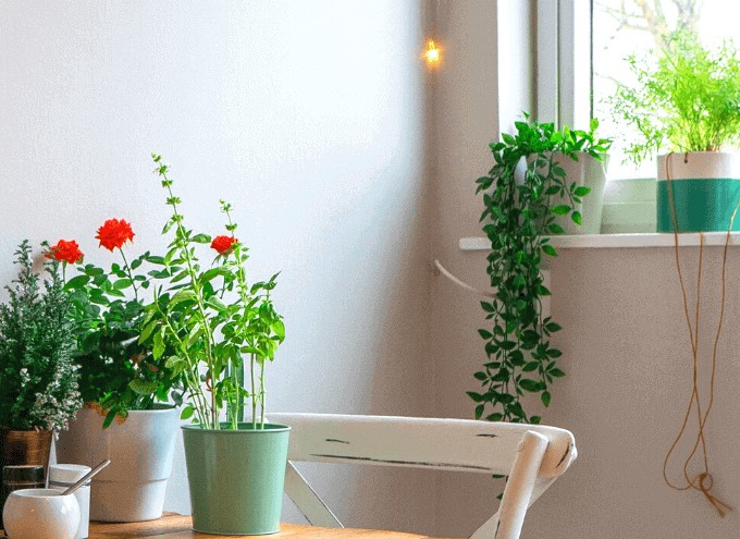 10 Best Air Purifying Plants For Your Home