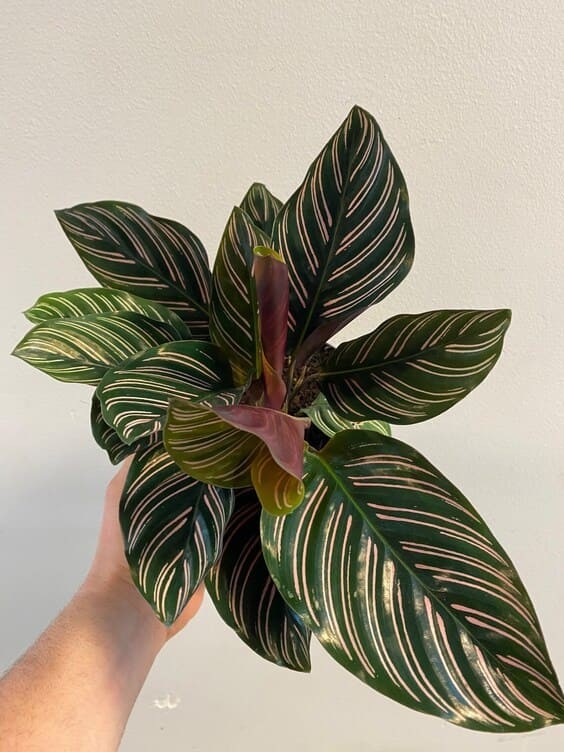 Calathea Sanderiana plant.