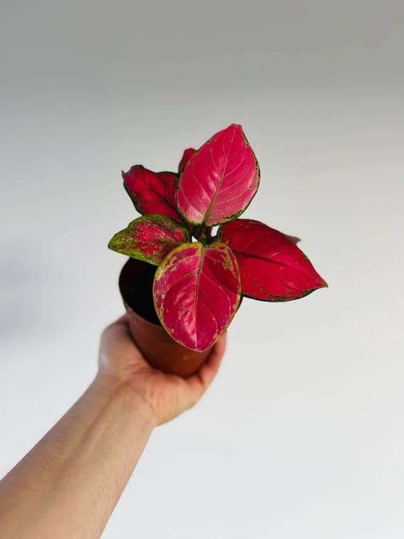 Red Aglaonema (Aglaonema Siam Aurora).