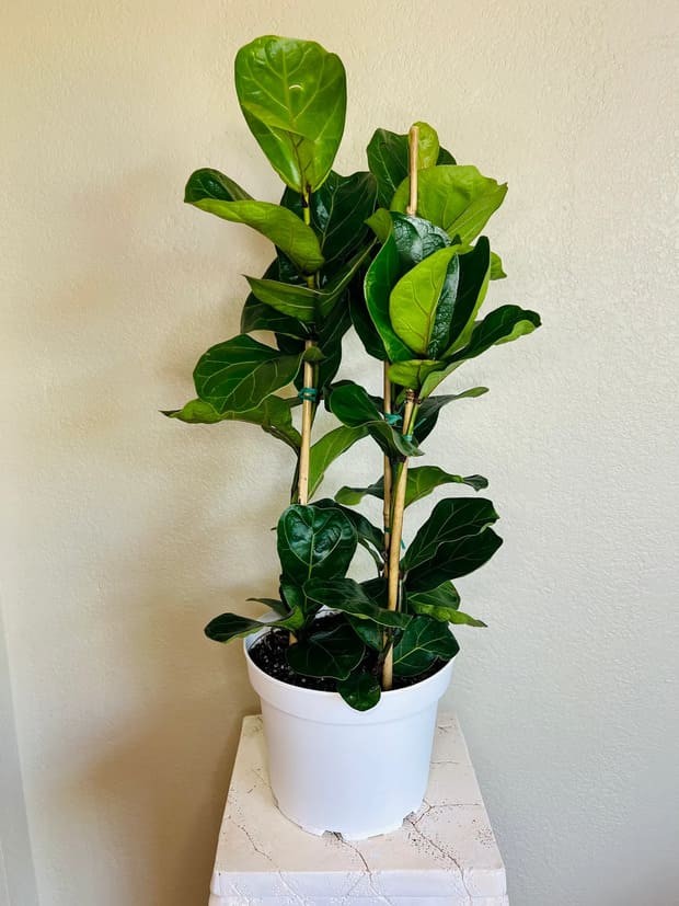 Fiddle-leaf.