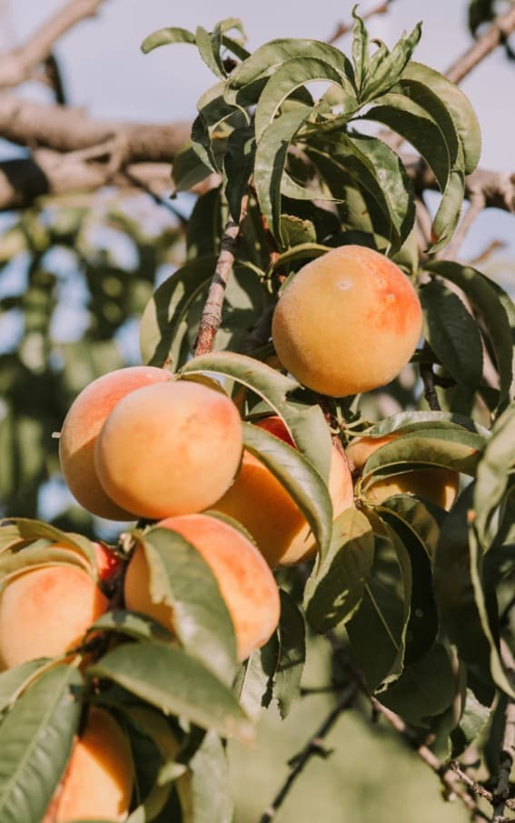 Dwarf Peach (Prunus persica ‘Bonanza’)