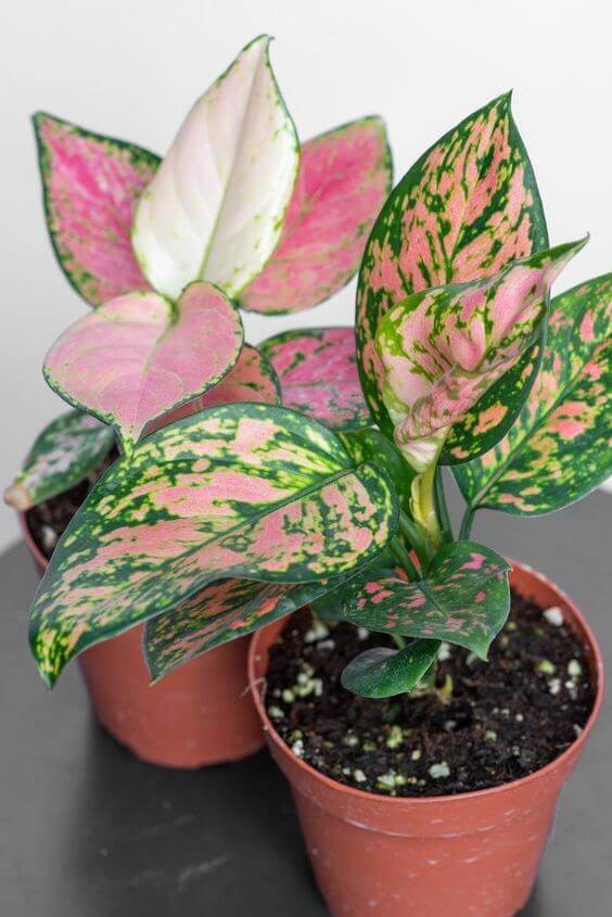 Chinese Evergreen.