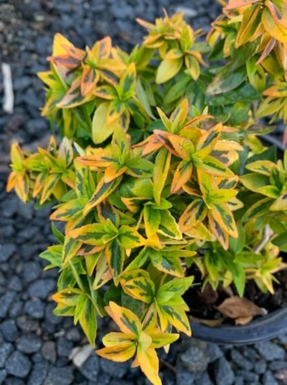 Abelia perennial plant growing guide