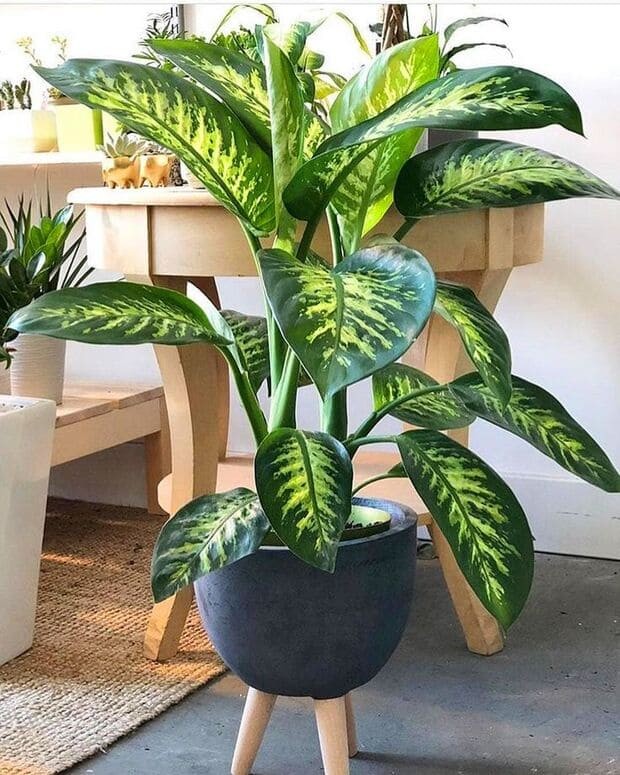 Beautiful Houseplants For Your Home