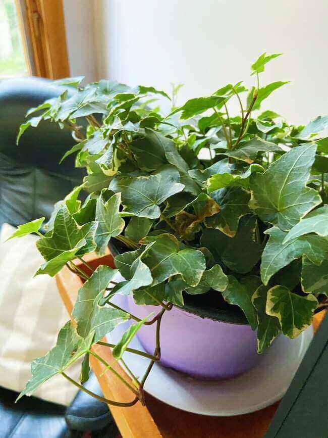 English Ivy plant: Best plant for your respiratory system.