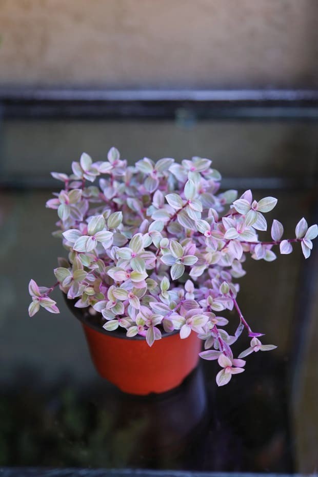 Pink Panther Callisia Repens plant.