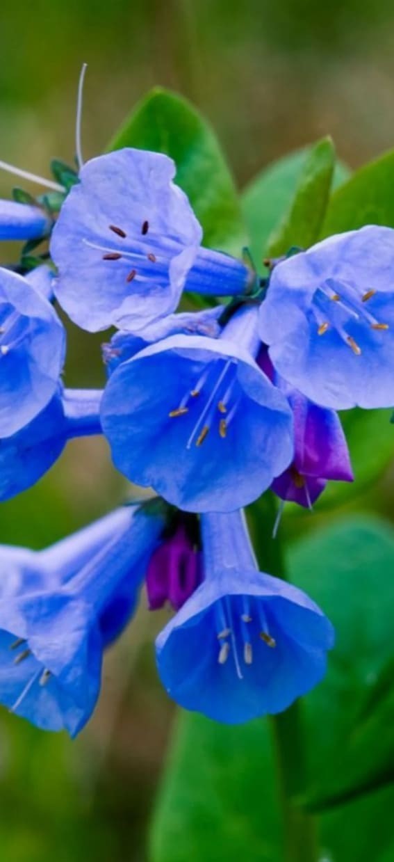 Virginia Bluebell (Mertensia virginica)