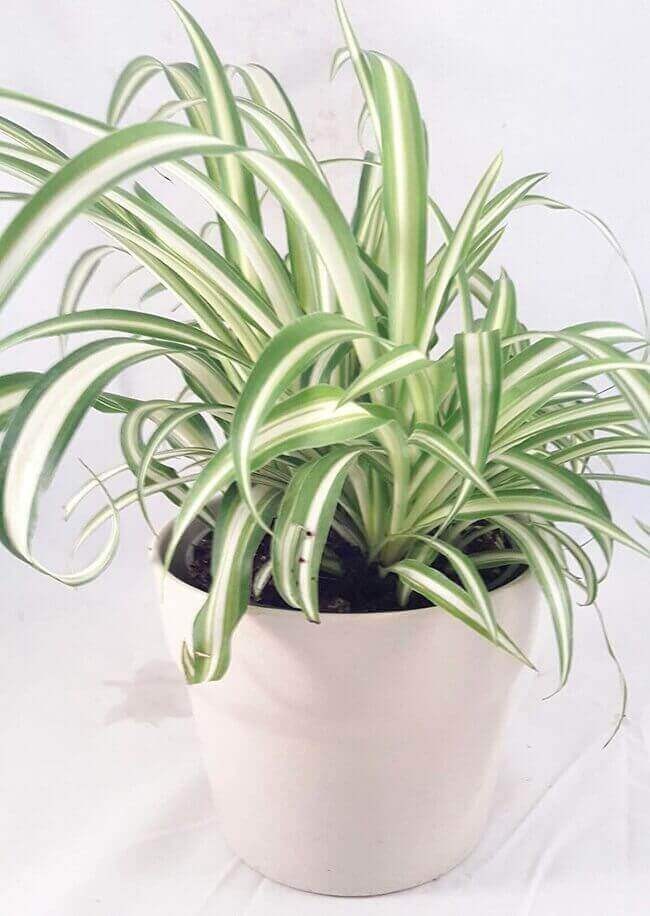 Lucky Plant #1 Spider plant.