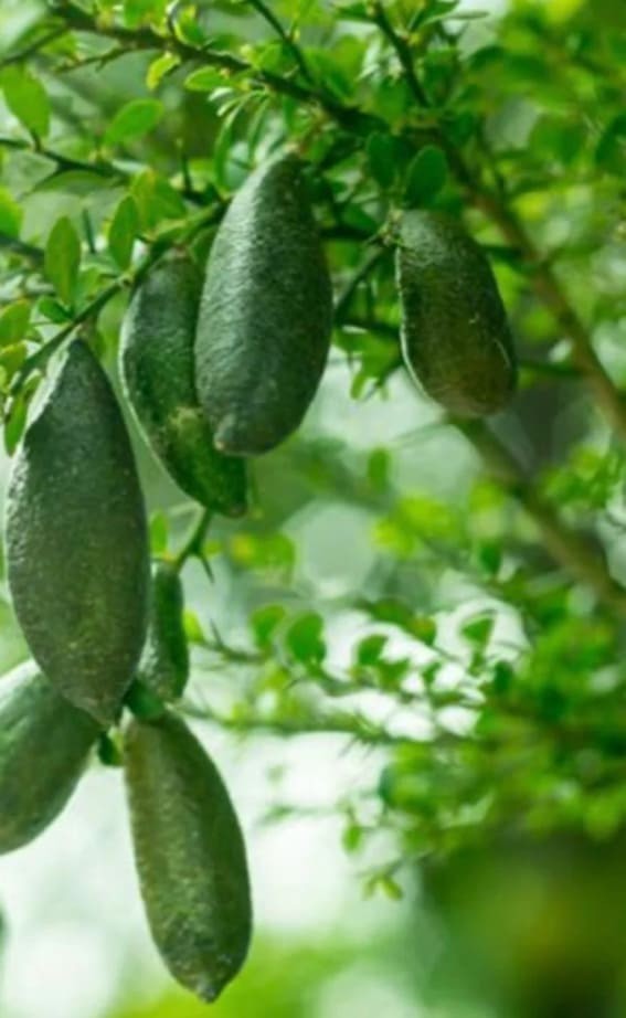 Finger Lime (Citrus australasica)