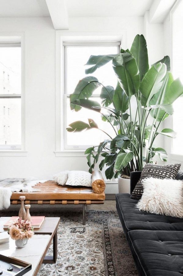 Invigorate Empty Spaces with Lush Plants