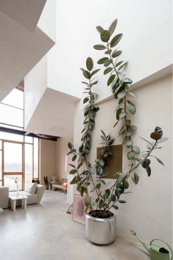 Invigorate Empty Spaces with Lush Plants