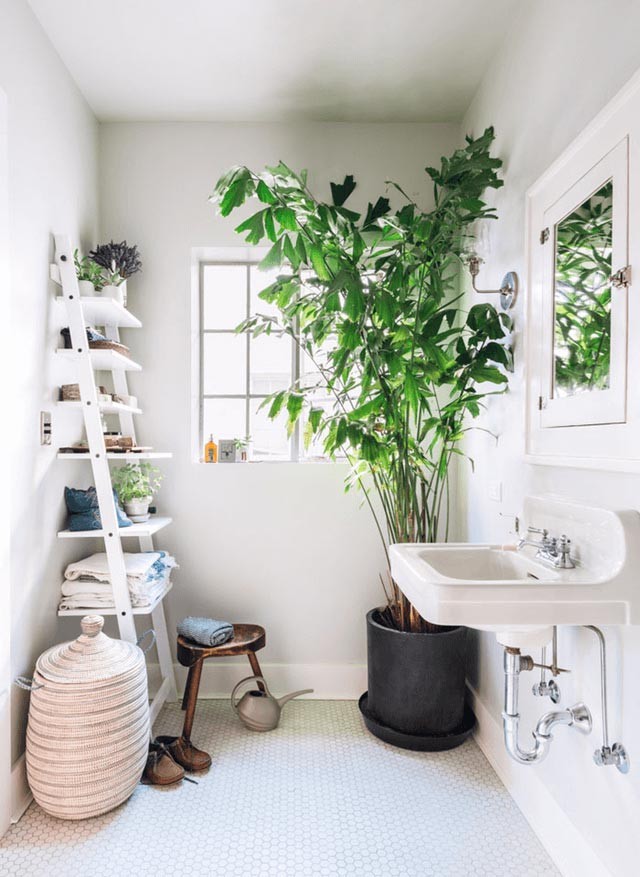 Invigorate Empty Spaces with Lush Plants