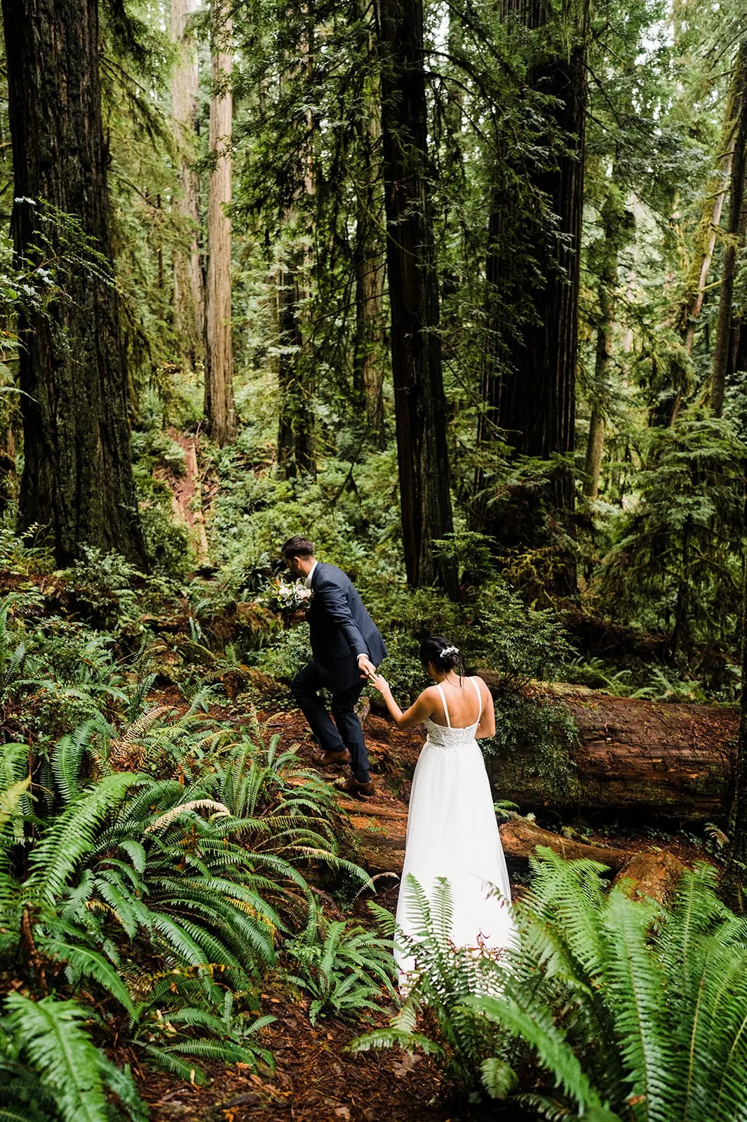 Oregon Redwoods